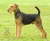 Airedale Terrier